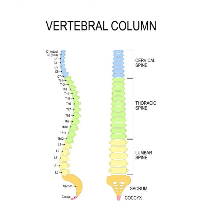 脊柱側彎症のハブの脊柱の実例