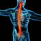 快適な腰神経の減圧機械背骨の減圧装置